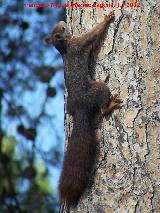 Ardilla - Sciurus vulgaris. Biar