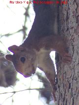 Ardilla - Sciurus vulgaris. Biar