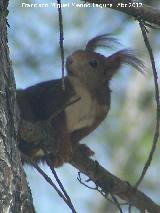 Ardilla - Sciurus vulgaris. Caada de Las Hazadillas - Jan