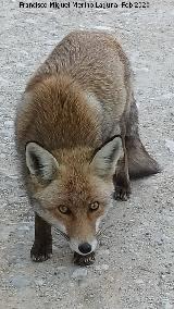 Zorro - Vulpes vulpes. Los Rasos - Peal de Becerro