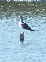 Pjaro Gaviota reidora - Chroicocephalus ridibundus. Laguna La Charca - Baeza