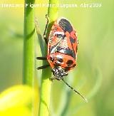 Chinche de escudo - Eurydema dominulus. Arquillos