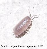 Cochinilla - Porcellio scaber. Jan