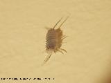 Cochinilla - Porcellio scaber. Los Villares