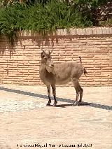 Cabra montesa - Capra pyrenaica. Jardn de los Baos - Alhama de Murcia