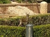 Cabra montesa - Capra pyrenaica. Jardn del Bao - Alhama de Murcia