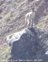 Cabra montesa - Capra pyrenaica. Valdepeas