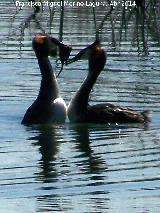 Pjaro Somormujo Lavanco - Podiceps cristatus. Cortejo de apareamiento. Laguna Grande - Baeza