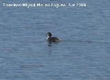 Pjaro Somormujo Lavanco - Podiceps cristatus. Vilches