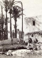 Palmeral de Elche. 1880