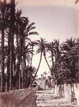 Palmeral de Elche. 1870