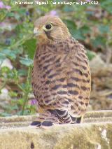 Pjaro Cerncalo - Falco tinnunculus. Madre de Dios - beda