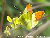 Mariposa Anthocharis euphenoides - Anthocharis euphenoides. Los Caones. Jan