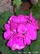 Geranio - Pelargonium zonale. Navas de San Juan