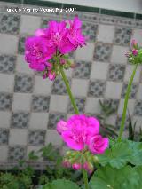 Geranio - Pelargonium zonale. Navas de San Juan