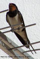 Pjaro Golondrina - Hirundo rustica. Los Villares