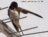 Pjaro Golondrina - Hirundo rustica. Los Villares