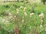 Ajo porro - Allium ampeloprasum. Valdepeas