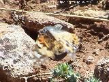 Mariposa Vanesa de los cardos - Vanessa cardui. En vuelo. El Hacho - Alcal la Real