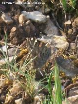 Mariposa Vanesa de los cardos - Vanessa cardui. Cruz de la Chimba - Jan