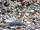 Mariposa Vanesa de los cardos - Vanessa cardui. Pozo de San Guillermo - Linares