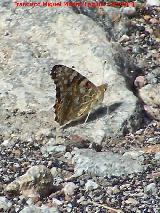 Mariposa Vanesa de los cardos - Vanessa cardui. Pozo de San Guillermo - Linares