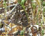 Mariposa Vanesa de los cardos - Vanessa cardui. Los Caones. Jan