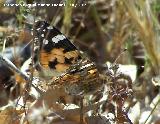 Mariposa Vanesa de los cardos - Vanessa cardui. Los Caones. Jan