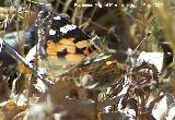 Mariposa Vanesa de los cardos - Vanessa cardui. Los Caones. Jan