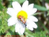 Escarabajo de ocho puntos - Trichodes octopunctatus. Linares