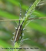 Longicornio de los cardos - Agapanthia cardui. Pitillos. Valdepeas