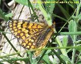 Mariposa Euphydryas maturna - Euphydryas maturna. Pitillos Valdepeas