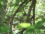 Pjaro Curruca mosquitera - Sylvia borin. Tajo de las Palomas - Mocln