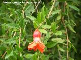 Granado - Punica granatum. Lorca