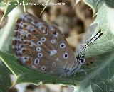 Mariposa Plebejus Aricia cramera - Plebejus Aricia cramera. Santiago Pontones