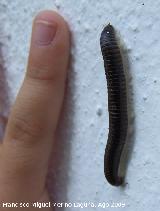 Milpis negro - Spirobolus marginatus. Arrollo Maguillo (Santiago Pontones)