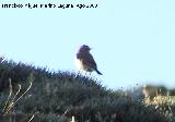 Pjaro Collalba Gris - Oenanthe oenanthe. Puntal de la Misa (Santiago Pontones)