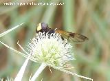 Mosca de las flores elegante - Volucella elegans. Segura