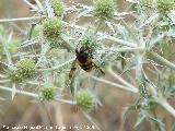 Mosca de las flores elegante - Volucella elegans. Segura