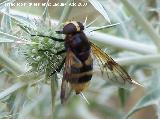 Mosca de las flores elegante - Volucella elegans. Segura