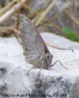 Mariposa Hipparchia statilinus - Hipparchia statilinus. Otiar (Jan)