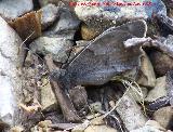 Mariposa Hipparchia statilinus - Hipparchia statilinus. Caada Saucar - Santiago Pontones