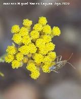 Chinche asesina - Coranus subapterus. Segura