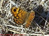 Mariposa Saltacercas - Lasiommata megera. Pea de Martos - Martos