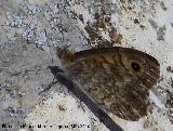 Mariposa Saltacercas - Lasiommata megera. Pea de Martos - Martos