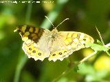 Mariposa Saltacercas - Lasiommata megera. Tajo de las Palomas - Mocln