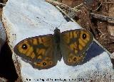 Mariposa Saltacercas - Lasiommata megera. Macho. Fuente de la Pea. Jan