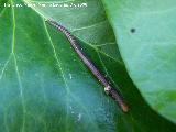 Lombriz de tierra - Lumbricus terrestris. Navas de San Juan