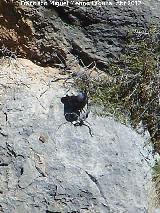 Pjaro Grajo - Corvus corone. Pea Grajera - Mancha Real