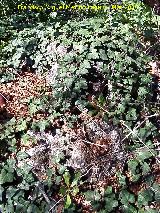 Yedra - Hedera helix. Cueva de la Zorra - Cambil